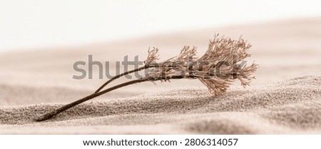 A single, delicate dried flower stem rests on the soft, rippled surface of sand dunes, evoking a sense of arid beauty and tranquility.