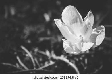 A single delicate flower blooms in a black and white landscape, standing out against the dark background, evoking peace and tranquility.