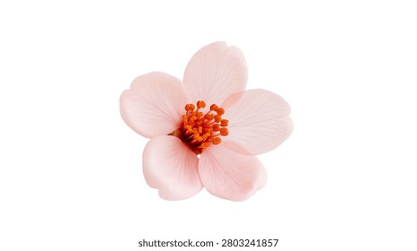Single delicate light pink cherry blossom flower with orange stamen