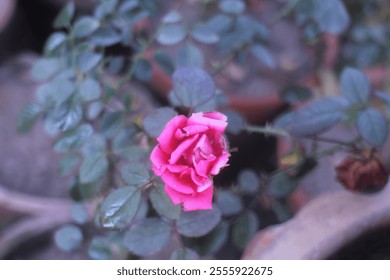 A single, delicate pink rosebud blooms amidst a backdrop of lush green leaves. The soft light casts a gentle glow on the flower, creating a serene and romantic atmosphere.


 - Powered by Shutterstock