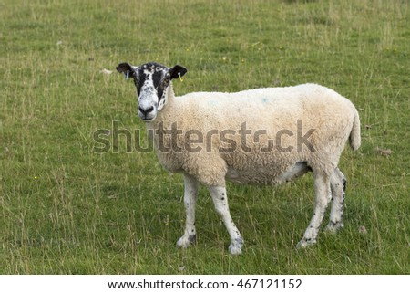 Similar – Foto Bild ein einsames Schaf steht bei schönem Wetter auf dem Deich und schaut zur Seite