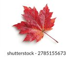 A single, detailed red maple leaf with intricate veins, captured in sharp focus against a clean white backdrop.