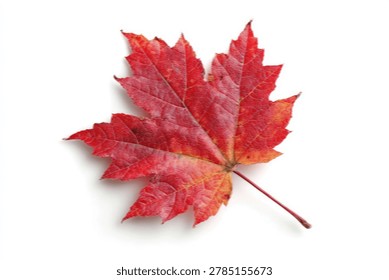 A single, detailed red maple leaf with intricate veins, captured in sharp focus against a clean white backdrop.