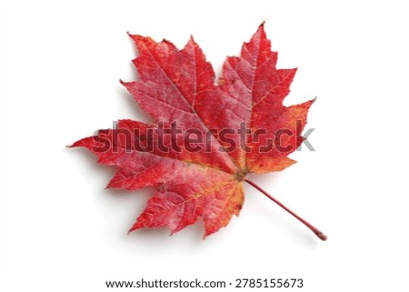 A single, detailed red maple leaf with intricate veins, captured in sharp focus against a clean white backdrop.