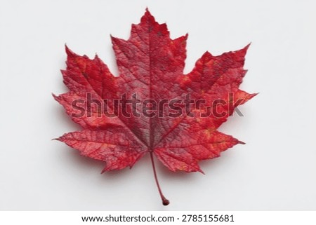 A single, detailed red maple leaf with intricate veins, presented against a clean white backdrop.
