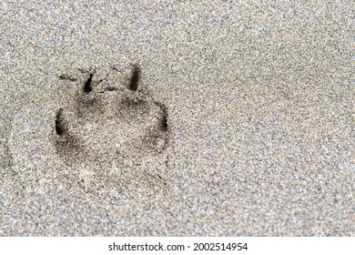 A Single Dog, Wolf, Or Coyote Paw Print In Smooth Sand. Well Defined, But Shallow Depth Of Field.