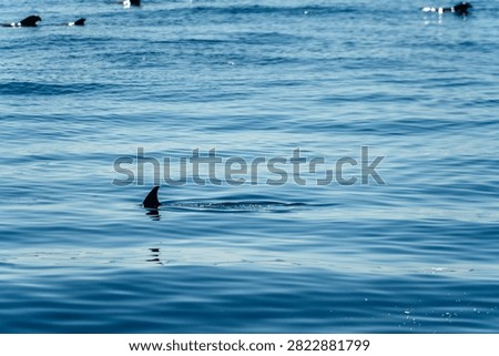 A single dolphin fin breaks the surface of the calm, blue sea, hinting at the presence of marine life in the Atlantic