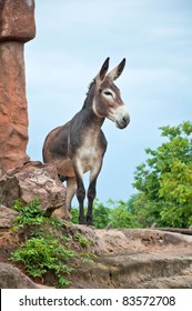 single donkey