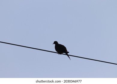 3,231 Dove Sitting On Wire Images, Stock Photos & Vectors | Shutterstock