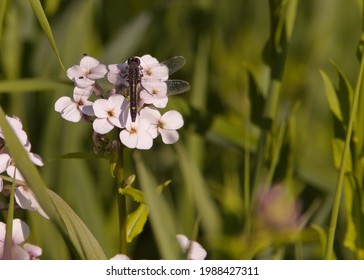 A single dragonfly motionless some white flowers 