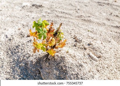 Single Dried And Almost Dead Grape Plant Among White Desert Soil