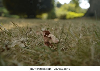 A single dried, curled leaf rests among dry grass in a parkland setting, with soft bokeh trees blurred in the background. Close-up nature photography capturing the quiet detail of an autumn landscape.