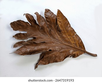 Una sola hoja seca