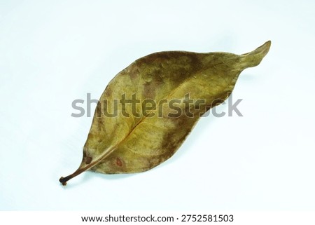 Single Dried Leaf Isolated on White Background, Dry Autumn Botanical Detail, Natural Fallen Leaf Texture, and Organic Wilted Foliage Element for Seasonal Design