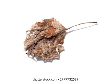 Single dried leaf rests on stark white surface. Brown edges curl into delicate, textured fragments. Petiole extends thin, faintly shadowed against clean backdrop