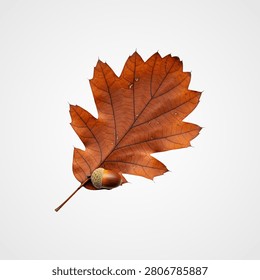 Single dried maple leaf with visible veins and stem