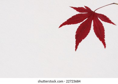 Single dried red maple leaf on white background.