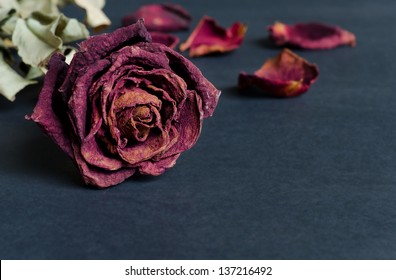 Single dried rose, Dead rose with text area