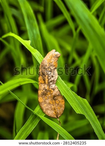  A single dried, spotted leaf resting amidst tall, vibrant green grass blades, representing a quiet moment of natural transition and decay in a lush, wild meadow environment, macro focus.