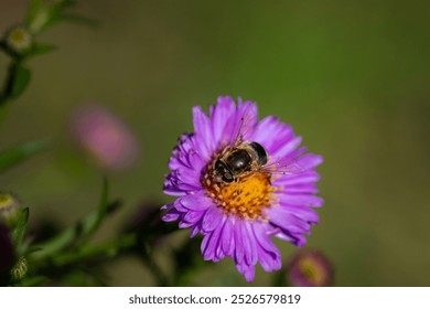 A single Drone fly (Eristalis tenax) on Michaelmas daisies (Aster). - Powered by Shutterstock