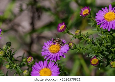 A single Drone fly (Eristalis tenax) on Michaelmas daisies (Aster). - Powered by Shutterstock