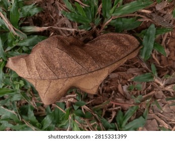 A single dry brown fallen leaf resting on lush green grass in a tropical garden, highlighting textures of nature and changing seasons.
