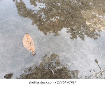 Single dry brown leaf floating on rainwater puddle with tree reflection on wet concrete surface after rain, minimalist nature background, autumn mood concept, top view.