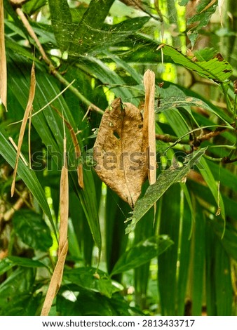 A single dry, hole-ridden brown leaf hangs suspended amidst vibrant green palm leaves, with delicate spiderwebs visible in the...