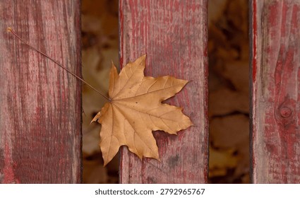 Single dry maple leaf fallen on a red weathered wooden bench.