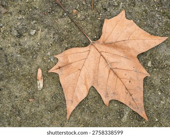 Single dry maple leaf rests on rough stone ground. Brown veins trace leaf's faded, autumnal hue. Tiny twig and crumb beside leaf, nature's quiet aftermath. Perfect for seasonal, rustic