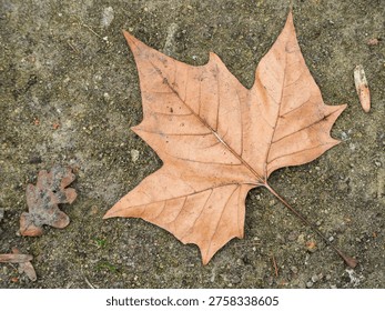 Single dry maple leaf rests on rough stone ground. Brown veins trace leaf's faded, autumnal hue. Tiny twig and crumb beside leaf, nature's quiet aftermath. Perfect for seasonal, rustic