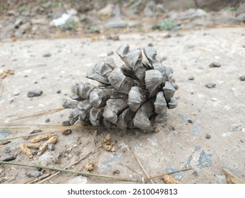 Single dry pine cone lying on rough ground, captured in natural outdoor setting, showcasing forest floor textures and seasonal autumn or winter nature background