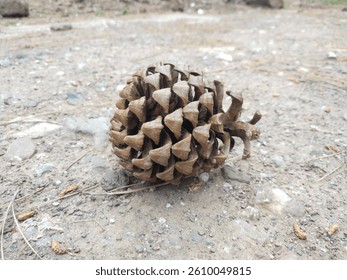 Single dry pine cone lying on rough ground, captured in natural outdoor setting, showcasing forest floor textures and seasonal autumn or winter nature background