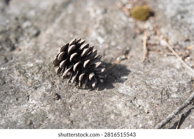 Single dry pinecone resting on a rough stone