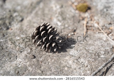 Single dry pinecone resting on a rough stone