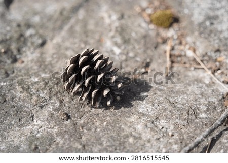 Single dry pinecone resting on a rough stone