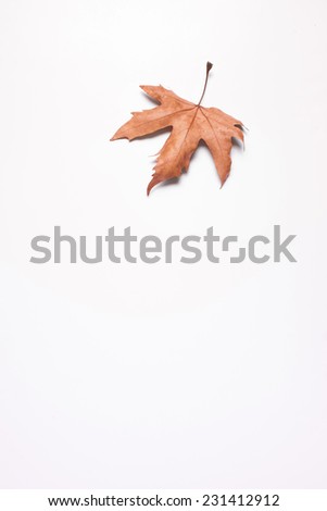 Similar – Autumn leaves with watering can and garden tools