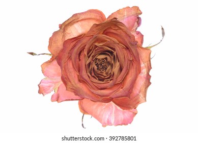 Single Dry Rose Isolated On White Background