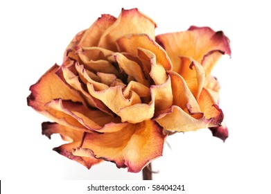 Single Dry Rose On A White Background, Isolated