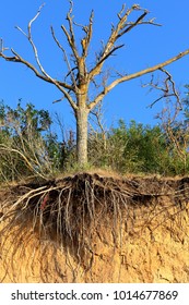 Single dry tree standing on the top of a clay cliff edge with roots hanging over the precipice