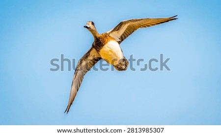 A single duck is captured mid-flight against a vast expanse of light blue sky, showcasing its detailed plumage and outstretched wings