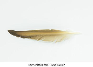 A Single Duck Quill Isolated On A White Background