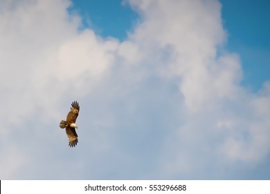 single eagle hawk flying in the blue sky