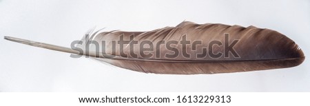 Single eagle wing feather isolated on a light background. Indian symbolic and religious item.