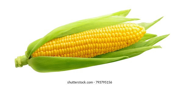 Одиночное ухо кукурузы, изолированное на белом фоне в качестве элемента дизайна упаковки