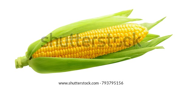  Single ear of corn isolated on white background as package design element