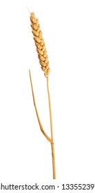 single ear of wheat isolated on white background