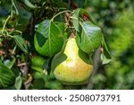 single early ripe Bartlett pear (Williams Christ pear)