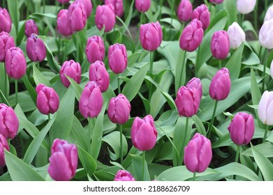 Single Early Tulips (Tulipa) Purple Prince Bloom In A Garden In April