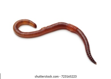 14,240 Earthworm Stock Photos, Images & Photography | Shutterstock